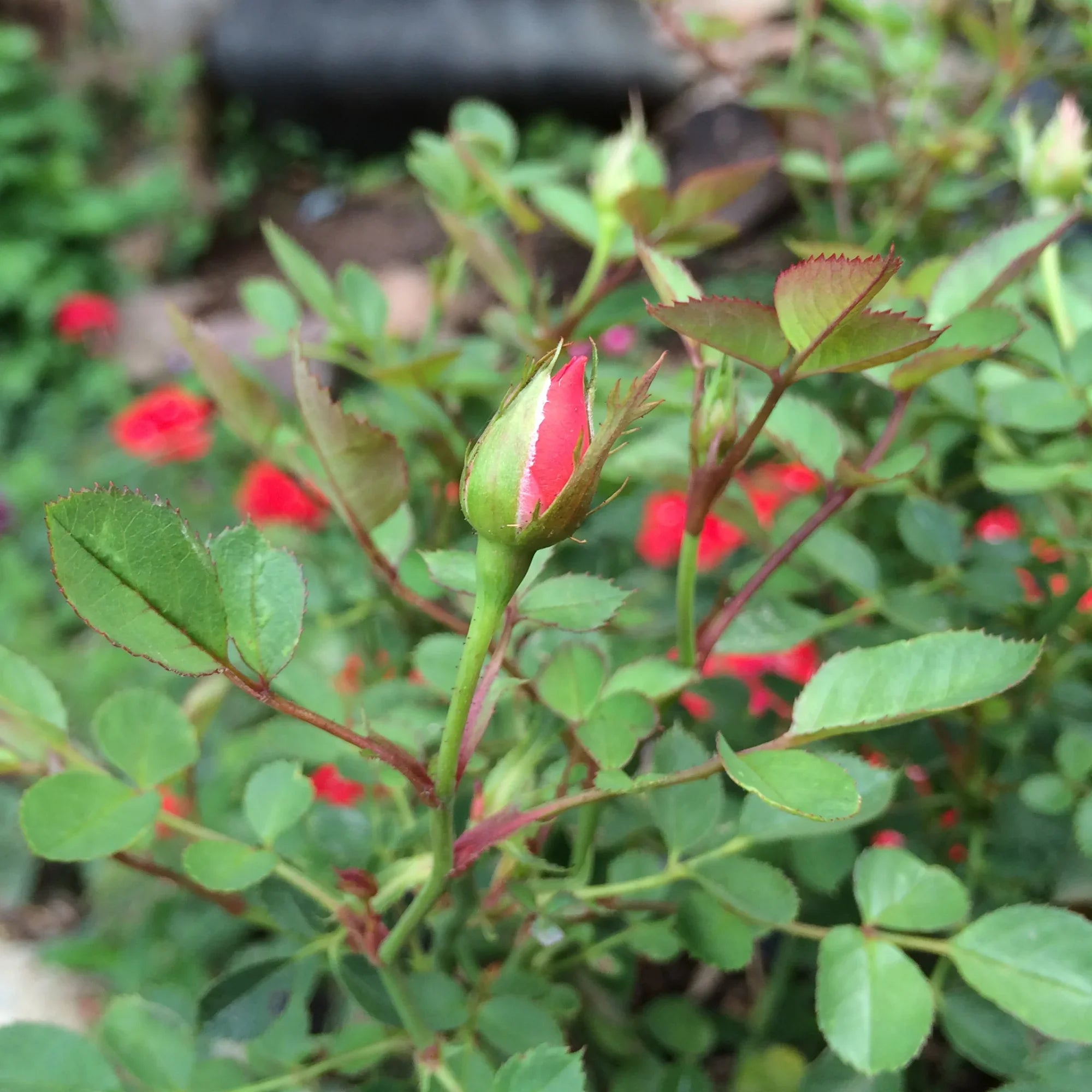 Boucles d'oreilles pendantes miniatures rose 'Leela' barre verticale