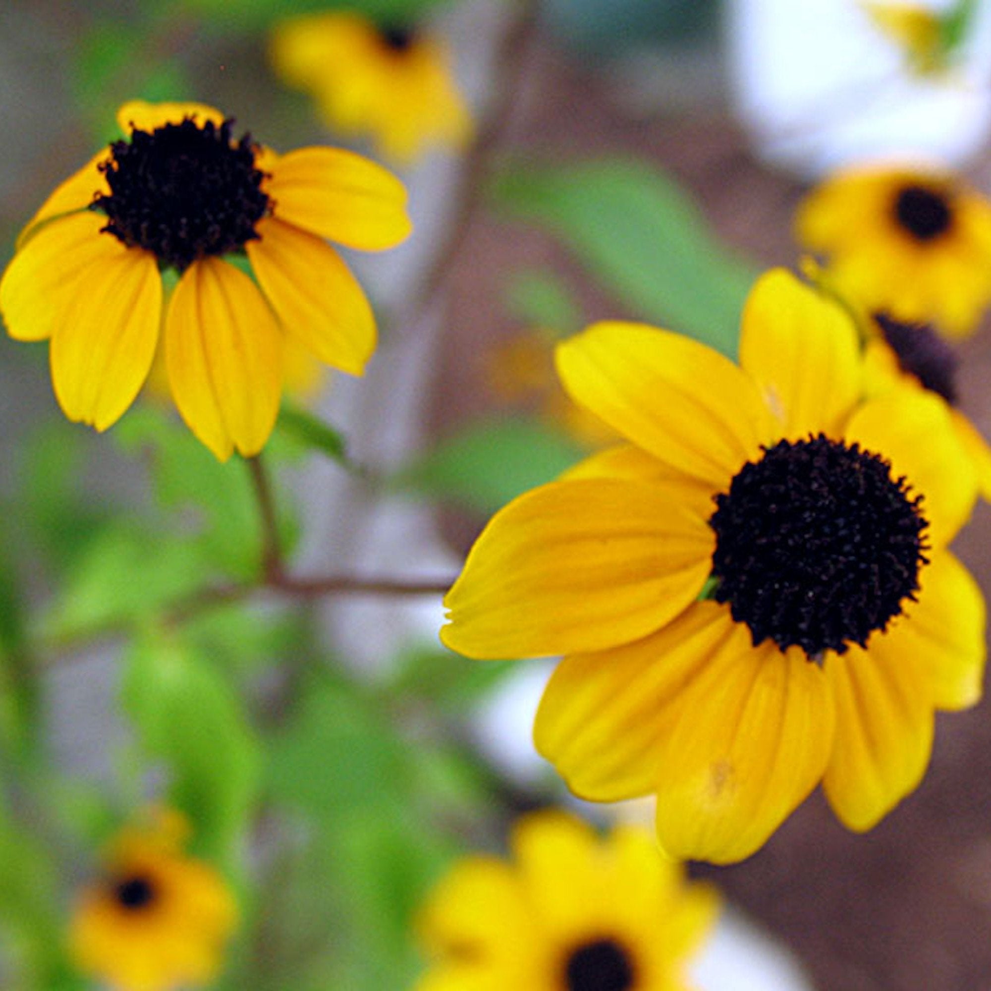 Sunflower Earrings Sterling Silver Round Surround