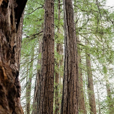 Collier pendentif en feuille de séquoia véritable plaqué or