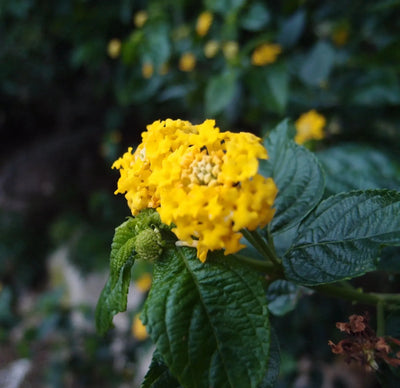 Bracelet élastique en argent sterling avec perles - Pierre d'agate mélangée et cœur de fleurs