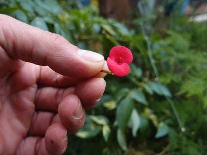 Collier pendentif cœur avec rose miniature et coquelicot | Fait main avec de vraies fleurs