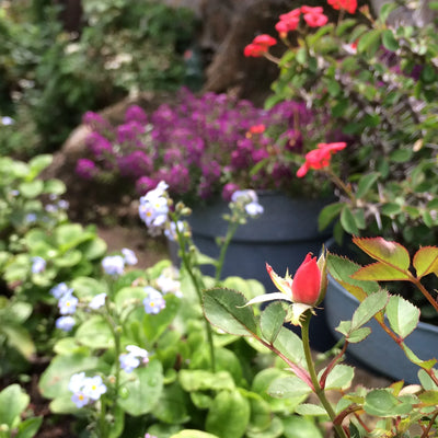 Boucles d'oreilles pendantes ovales à rose miniature. Bijoux de la Saint-Valentin