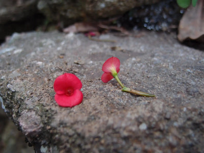 Boucles d'oreilles pendantes cœur argenté coquelicot rose bohème