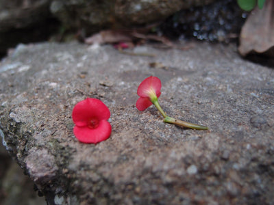 Boucles d'oreilles pendantes ovales coquelicot