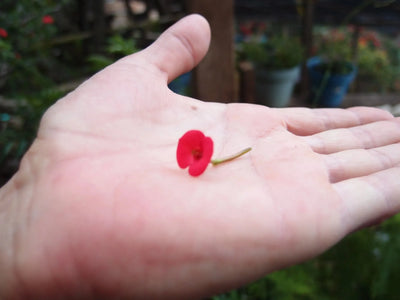 Boucles d'oreilles pendantes cœur argenté coquelicot rose bohème